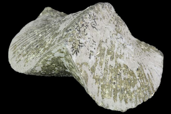Pyrite Replaced Brachiopod (Paraspirifer) - Ohio #89723